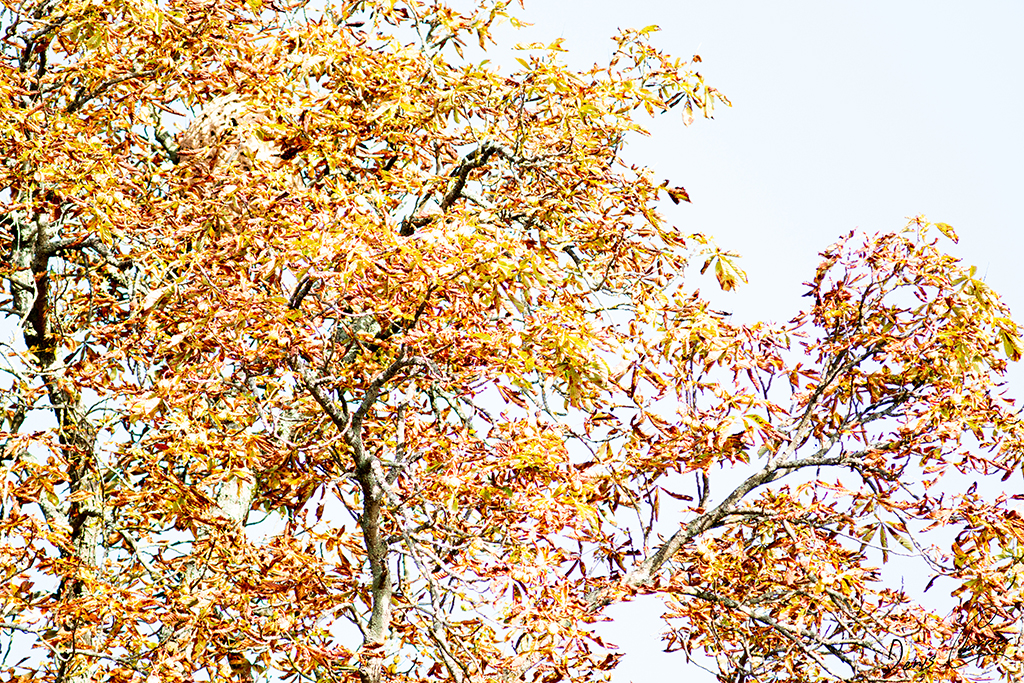 Arbre au couleur d'automne